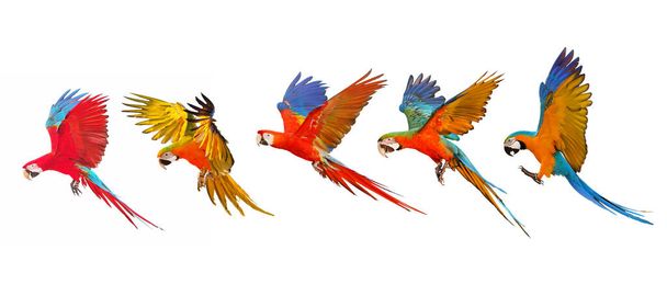 Set of macaw parrot flying isolated on white - Photo, Image