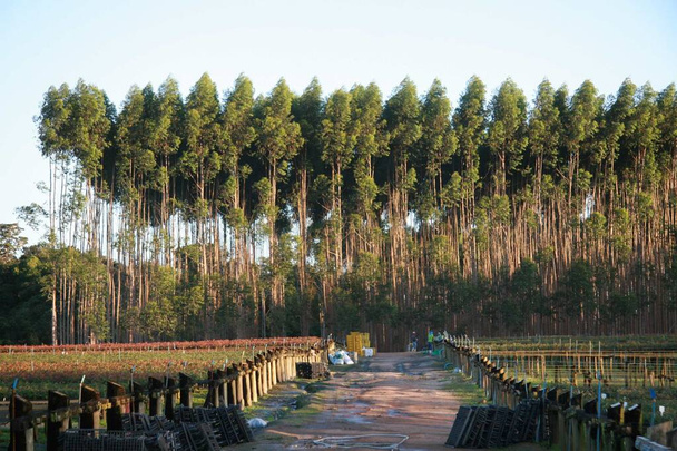 eunápolis, bahia, brasil - 30 de julho de 2008: plantação clonada no município de Eunápolis, destinada à produção de celulose. - Foto, Imagem