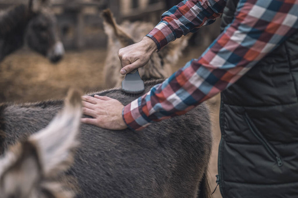 Exploitant qui brosse des animaux dans une ferme - Photo, image