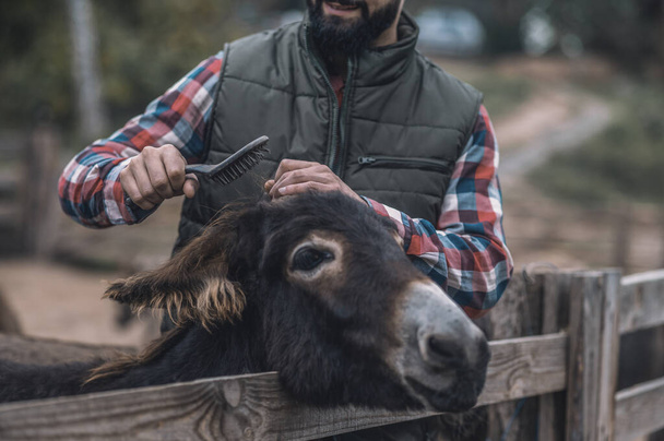 Bearded farmer brushing a donkey on cattle-farm - Foto, immagini