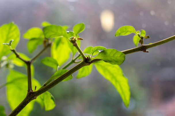 Zöld könyv növény az ablakon - Fotó, kép