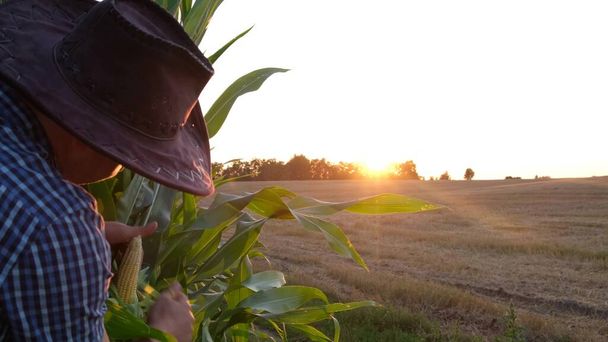 Ein junger Agrarwissenschaftler inspiziert eine Maisernte auf einer Plantage in den Vereinigten Staaten. - Foto, Bild