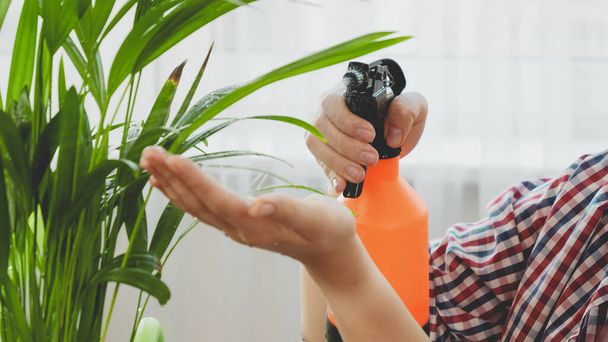 Closeup of woman sprinkling water on green plant leaves while taking care of domestic flowers. Concept of gardening, hobby, home planting. - Photo, Image
