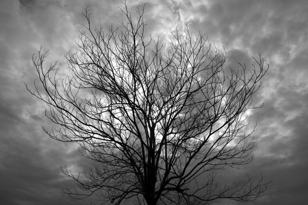 black and white of dry tree branch against cloudy day use as mul - Foto, afbeelding