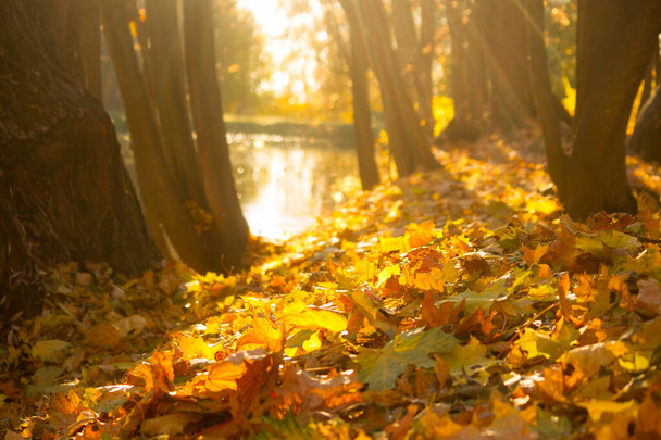 Autumnal leaves close up. Yellow and orange leaves - Фото, изображение