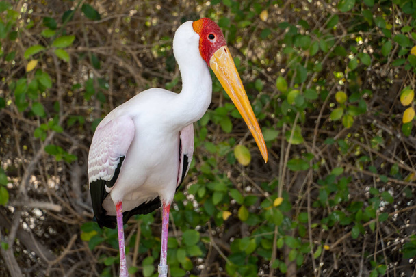 Żółtodzioby bocian (mycteria ibis) białe pióra, duży żółty dziób i ruda głowa z Afryki. - Zdjęcie, obraz