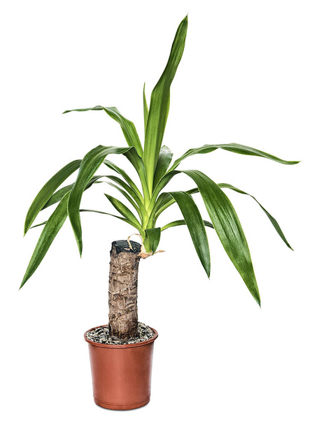 plante d'intérieur yucca en pot isolé sur fond blanc - Photo, image