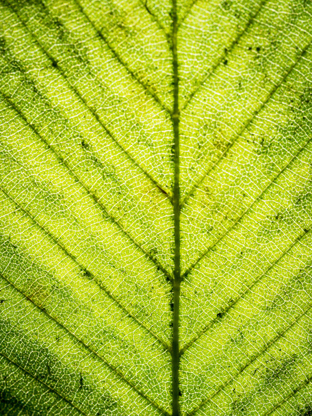 Green leaf background - Foto, Bild