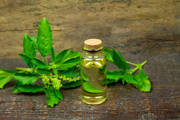 Aceite Esencial de Albahaca o Tulsi en botella con Rama de Albahaca y hoja verde sobre fondo rústico de madera. - Foto, Imagen