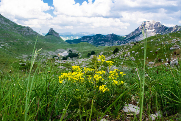 Żółte kwiaty i zielona trawa zbliżenie na tle szczytów górskich Durmitor Parku Narodowego, który jest wpisany na Listę Światowego Dziedzictwa UNESCO. Piękny letni zachmurzony krajobraz. Czarnogóra. - Zdjęcie, obraz