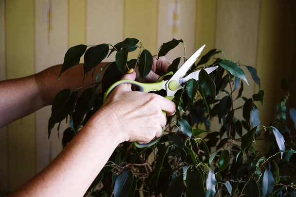 Spring Houseplant Care, herääminen Sisäkasvit keväällä. Naisten kädet leikkaamalla lehdet ficus Benjamina talon kasveja kotona. Puutarhahuone, Biophilia trendi, Asuminen luonnon kanssa - Valokuva, kuva