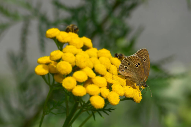 Ringlet (Aphantopus hyperantus) İsviçre, Zürih 'te sarı bir çiçeğin üzerinde oturan kelebek. - Fotoğraf, Görsel