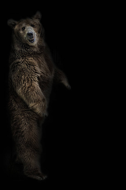 L'ours brun se tient sur ses pattes postérieures sur un fond noir - Photo, image