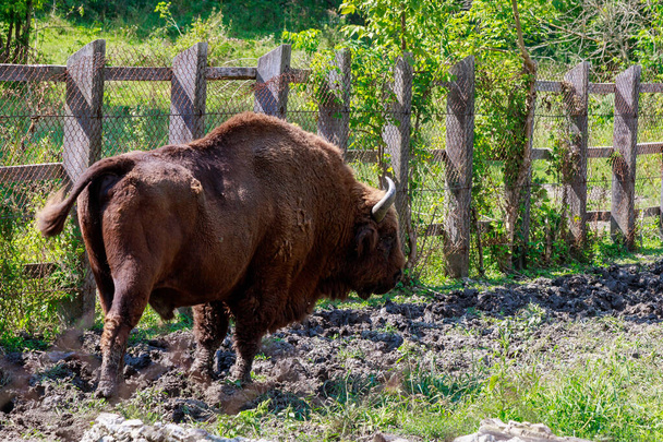 Bison in the aviary. The symbol of Moldova. Natural protected by the state reserve. Background with copy space for text or inscriptions. Selective focus - Photo, Image