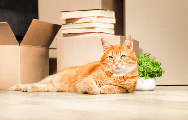 τζίντζερ γάτα βρίσκεται κοντά σε χαρτόκουτα με τα πράγματα, κινείται σε ένα νέο σπίτι - Φωτογραφία, εικόνα