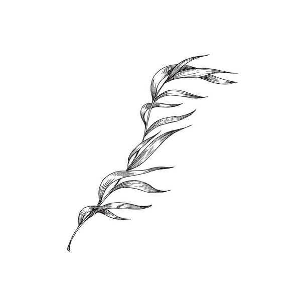 Seaweed, kelp or spirulina in monochrome sketch style, vector illustration isolated on white background. - ベクター画像