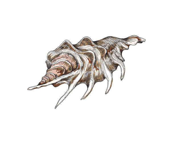 Lambis sea shell sketch realistic vector drawing. Spider conch sea snail spiral seashell,detailed shellfish illustration - Vector, imagen