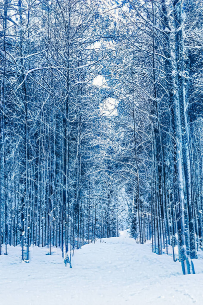 Zimowa kraina czarów i świąteczny krajobraz. Snowy las, drzewa pokryte śniegiem jako tło wakacyjne - Zdjęcie, obraz