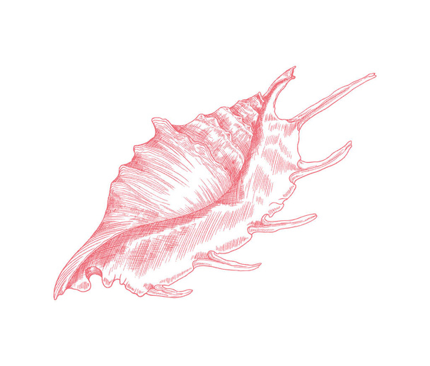 Marine lambis shell or conch in hand drawn sketch style, vector illustration isolated on white background. - Vektor, kép