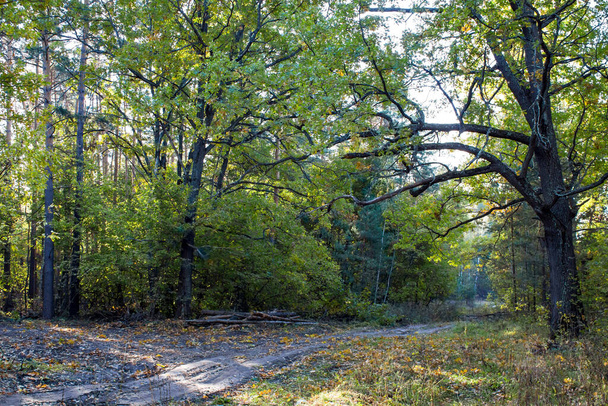 落葉樹林の秋の朝の森道 - 写真・画像
