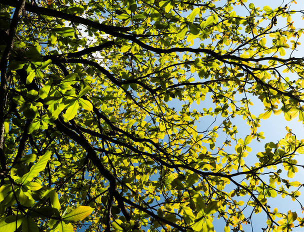 Primo piano di foglie verdi e piante state in natura - Foto, immagini