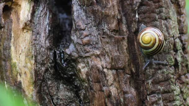 Snail examining bark - Footage, Video