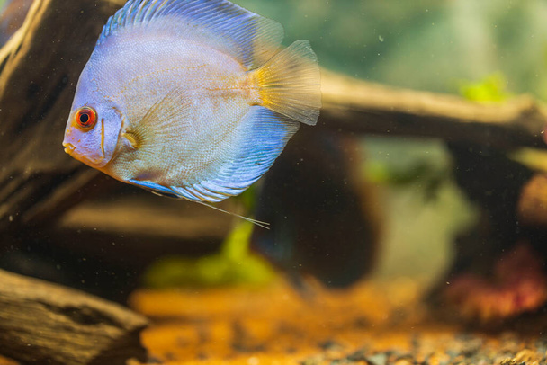 Vue rapprochée de poissons Discus diamant bleu nageant dans l'aquarium. Des poissons tropicaux. Concept de passe-temps. Suède. - Photo, image