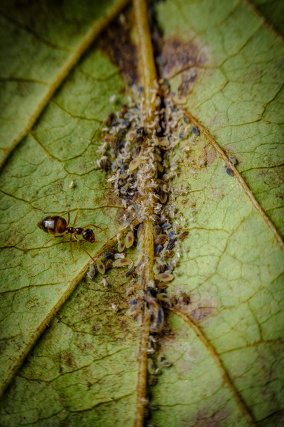 Symbioottinen suhde muurahaiset viljely aphid nymfit hunajaa - Valokuva, kuva