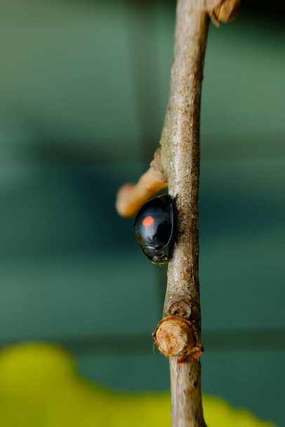 Kétszer szúrt nőstény bogár makró természetes élőhely környezetben - Fotó, kép