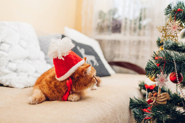 Ginger kot nosi kapelusz Mikołaja na kanapie przy choince w domu. Cute świąteczne śmieszne ubrania dla zwierząt domowych. Boże Narodzenie i Nowy Rok - Zdjęcie, obraz