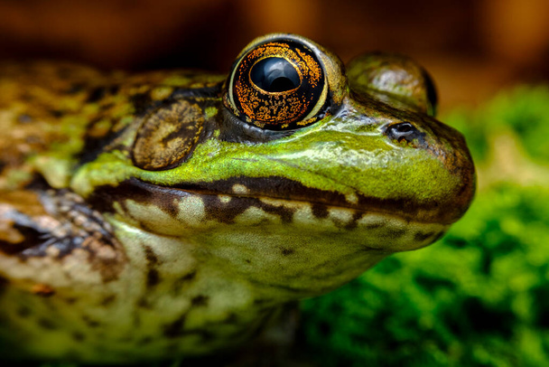 Closeup macro green leopard frog eyes selective focus - Фото, зображення