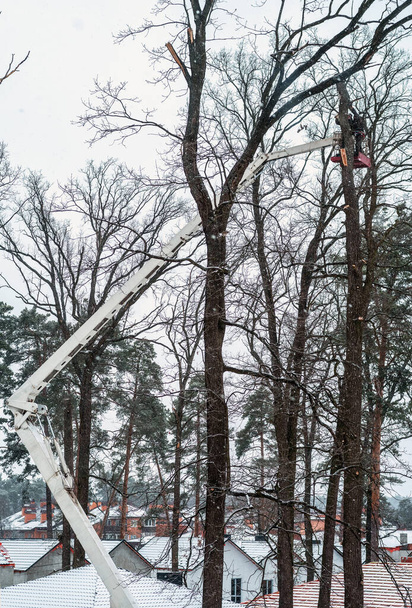Prořezávání vysokých stromů v zimě s hydraulickým zdvihacím vozíkem. - Fotografie, Obrázek