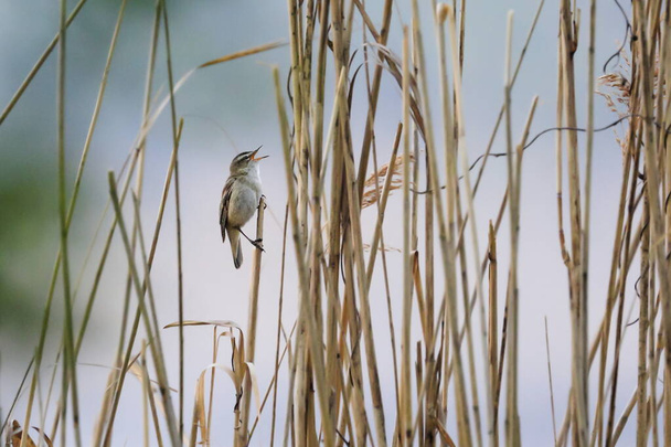 Kleiner brauner Vogel, der auf Schilf singt. Grasmücke in natürlicher Umgebung. Grasmücke, Acrocephalus schoenobaenus - Foto, Bild