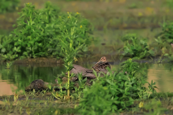 Маленькі, міцні болота в природному середовищі. Snipe, Gallinago gallinago - Фото, зображення