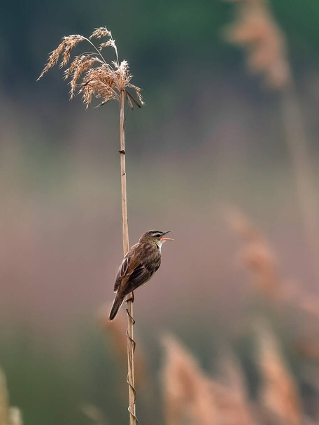 Little brown bird singing on reed . Warbler in natural environment.  Sedge Warbler,  Acrocephalus schoenobaenus - Photo, Image