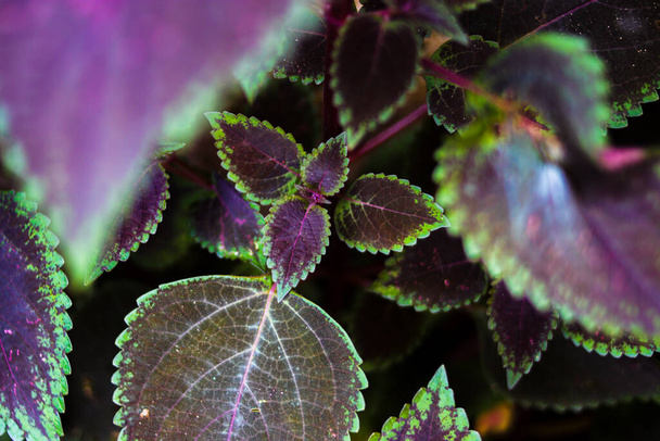 Miana, iler, o Coleus atropurpureus (Plectranthus scutellarioides) es una de las plantas medicinales en Indonesia. Plantas nativas de Indonesia con hojas de color púrpura oscuro y propiedades medicinales. - Foto, imagen