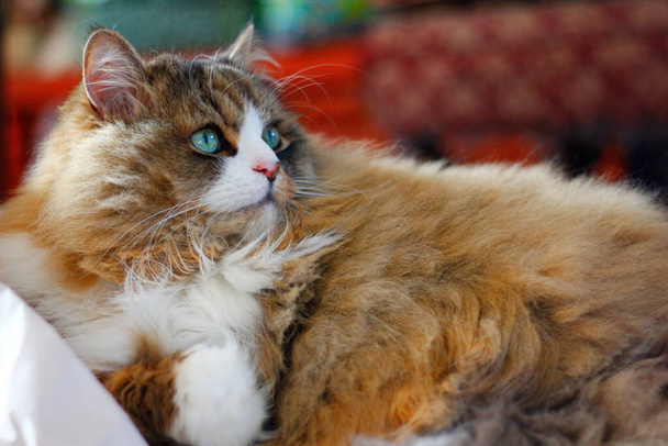 かわいいラガムフィン純血猫しわのクッション紙の山に座って - 写真・画像
