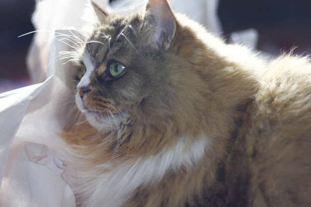 かわいいラガムフィン純血猫しわのクッション紙の山に座って - 写真・画像