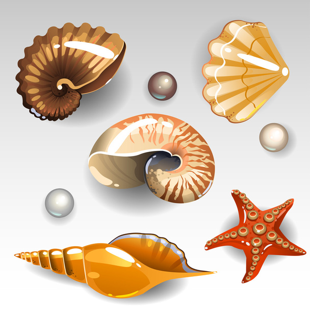 Conjunto Seashells
 - Vetor, Imagem