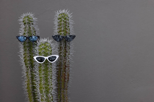 Fun and cool three cactuses with the sunglasses. On a grey with copy space. - Zdjęcie, obraz