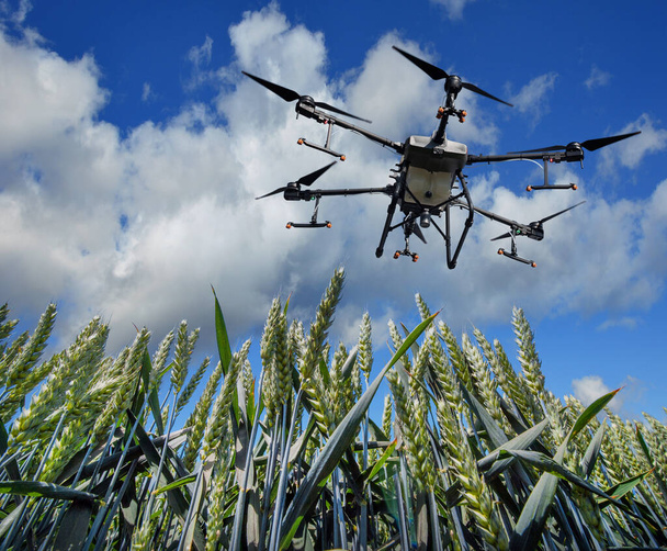 Een sproeier drone vliegt over een tarweveld, in de blauwe lucht met wolken. Slimme landbouw en precisielandbouw - Foto, afbeelding