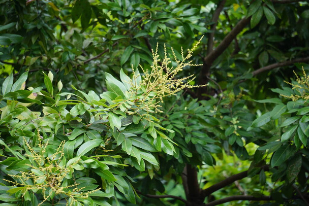 Dimocarpus longan fiore (chiamato anche longan, Lengkeng, kelengkeng, mata kucing, longan, Dimocarpus longan) foglie sulla natura - Foto, immagini