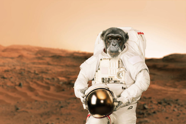 Małpi astronauta w skafandrze z kaskiem stoi na pustyni na czerwonej planecie Mars. Zwierzęcy kosmonauta na misji i odkrywania nowych planet. Inteligentny szympans, koncepcja - Zdjęcie, obraz