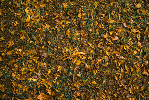 Φύλλα φθινοπώρου Πολύχρωμα καφέ φύλλα φυτών καπνού με υγρό χώμα στο φόντο των φθινοπωρινών φύλλων. - Φωτογραφία, εικόνα