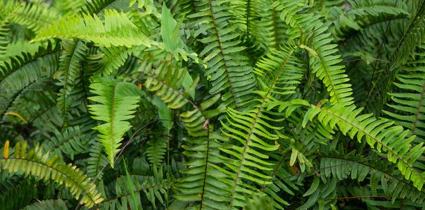 Close-up van groen blad en planten in de natuur geweest - Foto, afbeelding