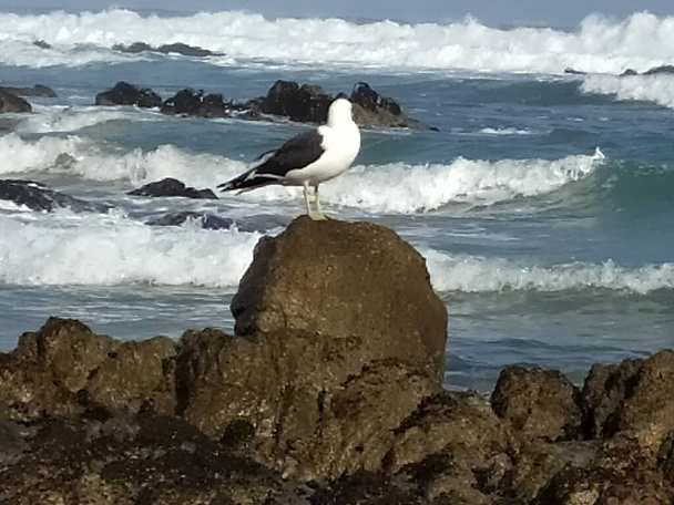 gaviota de pie sobre una roca frente al mar - Foto, imagen