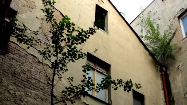Bâtiments anciens avec arbres - fenêtres - délabrés
 - Séquence, vidéo