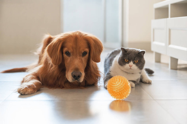 British Shorthair and Golden Retriever looking at toy ball - Foto, afbeelding