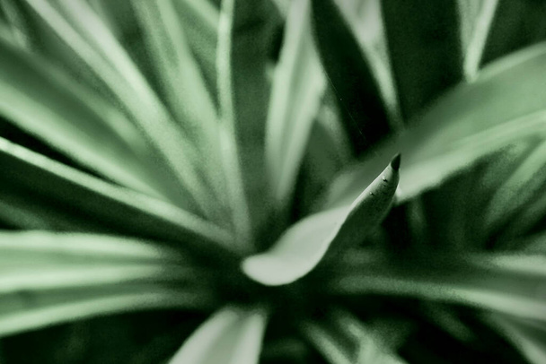 Abstract monochrome cactus leaves , Howrah, West Bengal, India - Fotoğraf, Görsel