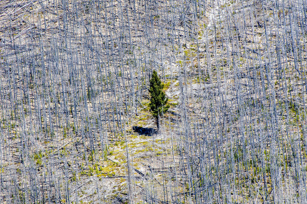 Un árbol siempreverde aislado decidido a sobrevivir rodeado de árboles quemados en toda una ladera de la montaña - Foto, imagen